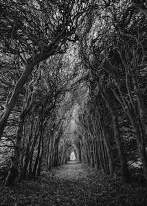 Pathway through a hauntingly beautiful forest tunnel in black and white, amidst autumn leaves.